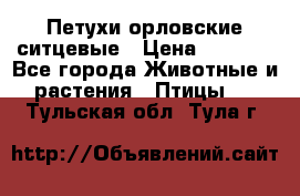 Петухи орловские ситцевые › Цена ­ 1 000 - Все города Животные и растения » Птицы   . Тульская обл.,Тула г.
